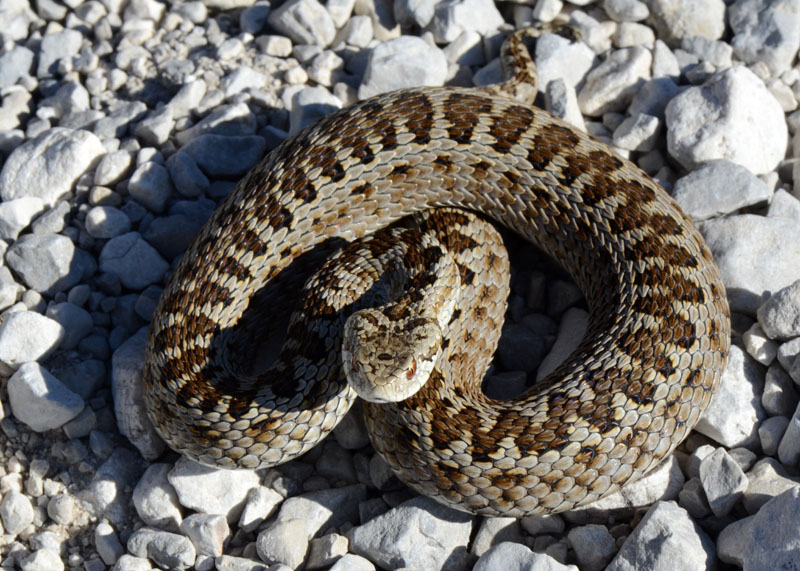 Vipera ursinii